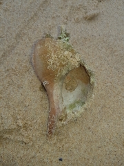 Australaria australasia