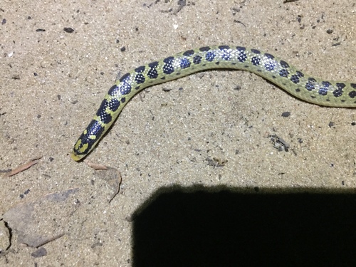 Photo of a Mozambique Shovel-snout (Prosymna janii)