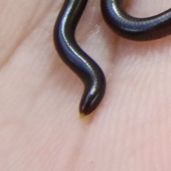 Epictia ater