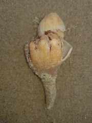 Australaria australasia