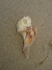 Australaria australasia