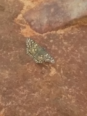 Caprona alida