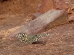 Caprona alida