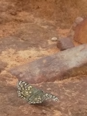 Caprona alida