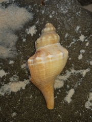 Australaria australasia