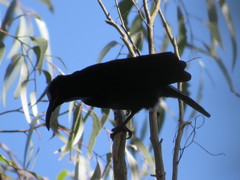 Ptiloris paradiseus