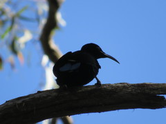 Ptiloris paradiseus