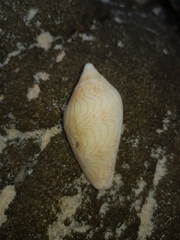 Amoria undulata