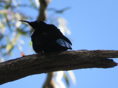 Ptiloris paradiseus