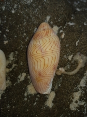 Amoria undulata