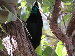 Ptiloris paradiseus