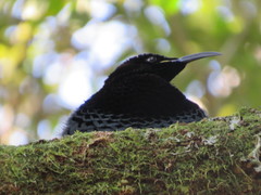 Ptiloris paradiseus