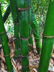 Bambusa odashimae