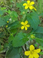 Chrysogonum