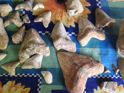 Otodus megalodon