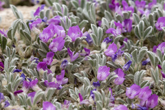 Astragalus sericoleucus