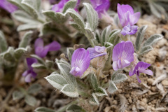 Astragalus sericoleucus
