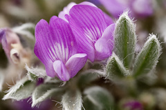 Astragalus sericoleucus