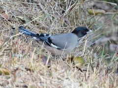 Garrulus lanceolatus