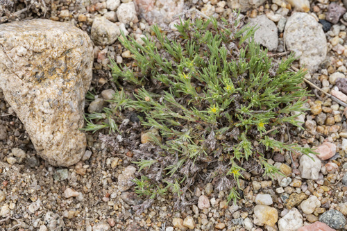 spreading nailwort (Paronychia depressa)