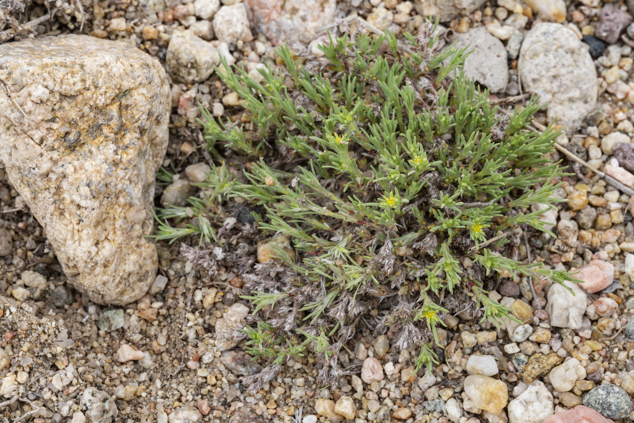 Paronychia depressa