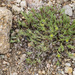 Paronychia depressa - Photo no rights reserved