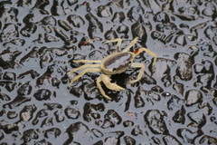 Geothelphusa dehaani