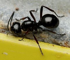 Polyrhachis robsoni