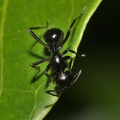 Polyrhachis australis