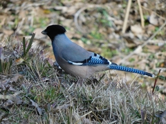 Garrulus lanceolatus