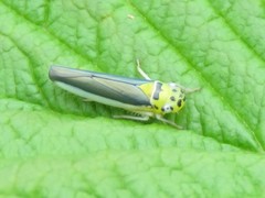 Ishidaella albomarginata