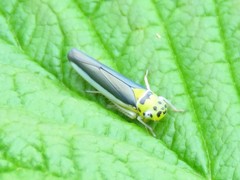 Ishidaella albomarginata