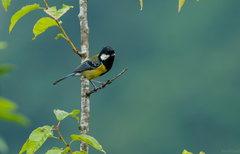Parus monticolus