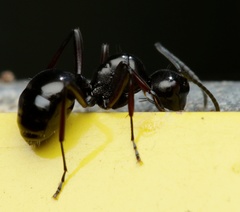 Polyrhachis robsoni