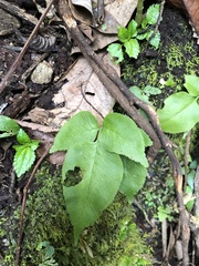 Diplazium donianum