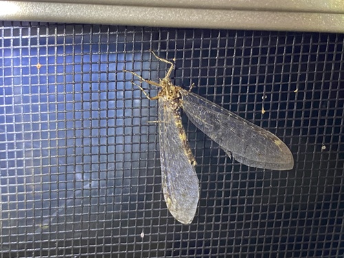iNaturalist observation photo of Brachynemurus