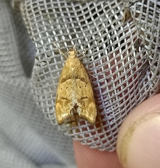 Gymnobathra hamatella