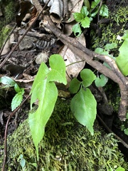 Diplazium donianum