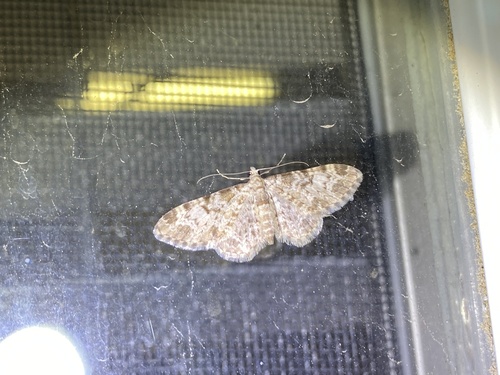 iNaturalist observation photo of Carpet Moths