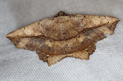 Polyacme subpulchra