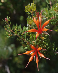 Lambertia inermis inermis