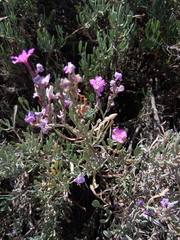 Limoniastrum monopetalum