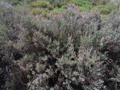 Limoniastrum monopetalum