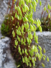 Bryum coronatum