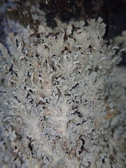 Pannaria leproloma