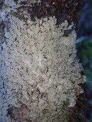 Pannaria leproloma
