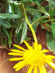 Hirpicium bechuanense