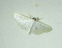 Palpita horakae