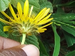 Hirpicium bechuanense