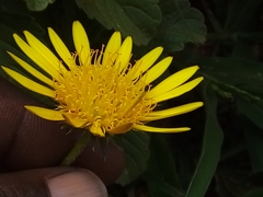 Hirpicium bechuanense